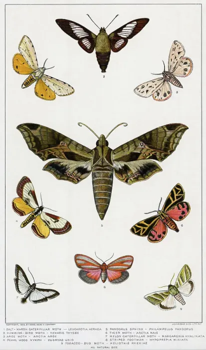 Framed Print : Various American Moths / Lithograph Framed Print : Various American Moths / Lithograph