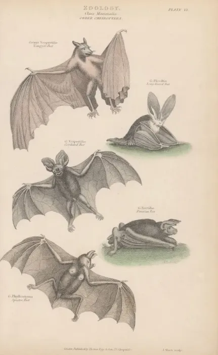 Framed Print : Bats. Various bats, of the order Chiroptera Framed Print : Bats. Various bats, of the order Chiroptera
