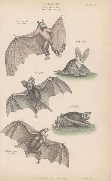 Bats. Various bats, of the order Chiroptera