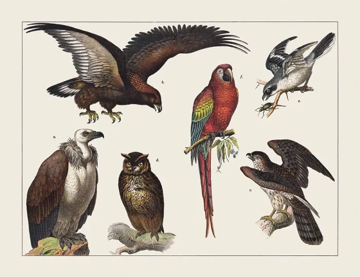 Framed Print : Various birds (Birds of pray, Parrot, Shrike), chromolithograph, published in 1891 Framed Print : Various birds (Birds of pray, Parrot, Shrike), chromolithograph, published in 1891