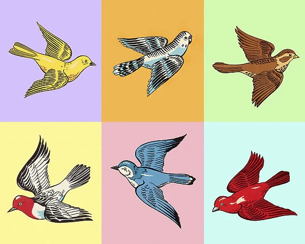 Various Birds in Squares