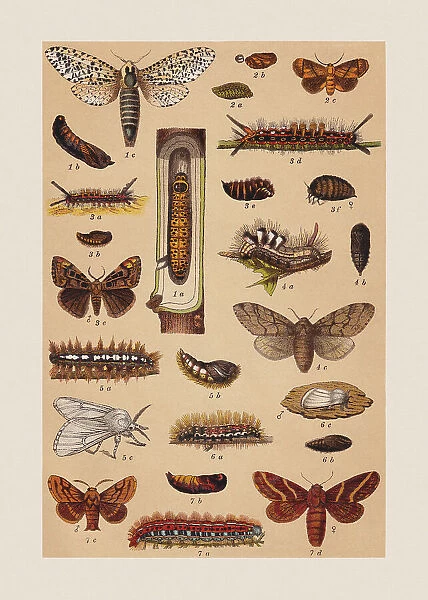 Various butterflies (Cossidae, Limacodidae, Noctuidae, Lasiocampidae), chromolithograph, published in 1892