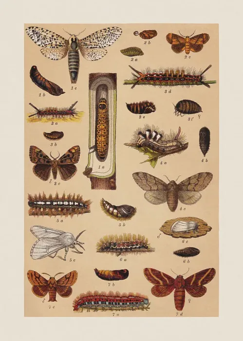Framed Print : Various butterflies (Cossidae, Limacodidae, Noctuidae, Lasiocampidae), chromolithograph, published in 1892 Framed Print : Various butterflies (Cossidae, Limacodidae, Noctuidae, Lasiocampidae), chromolithograph, published in 1892