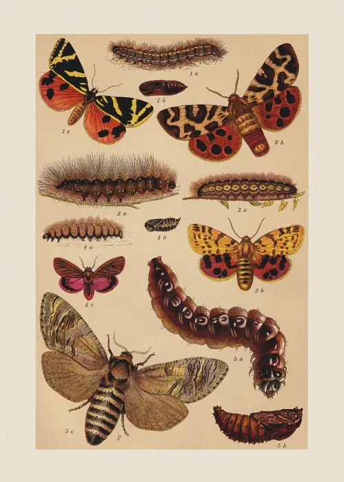 Framed Print : Various butterflies (Erebidae), chromolithograph, published in 1892 Framed Print : Various butterflies (Erebidae), chromolithograph, published in 1892