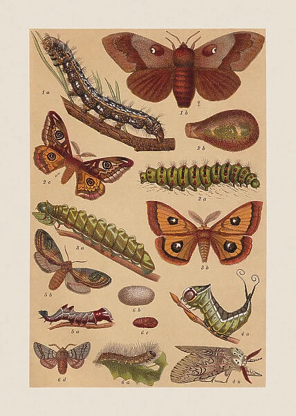 Various butterflies (Lasiocampidae, Saturniidae, Notodontidae), chromolithograph, published in 1892