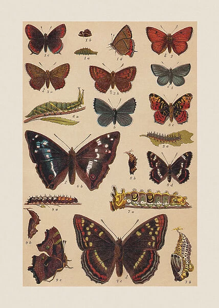 Various butterflies (Lycaenidae, Nymphalidae), chromolithograph, published in 1892