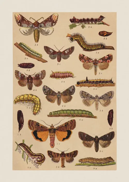 Framed Print : Various butterflies (Notodontidae, Drepanidae, Noctuidae), chromolithograph, published in 1892