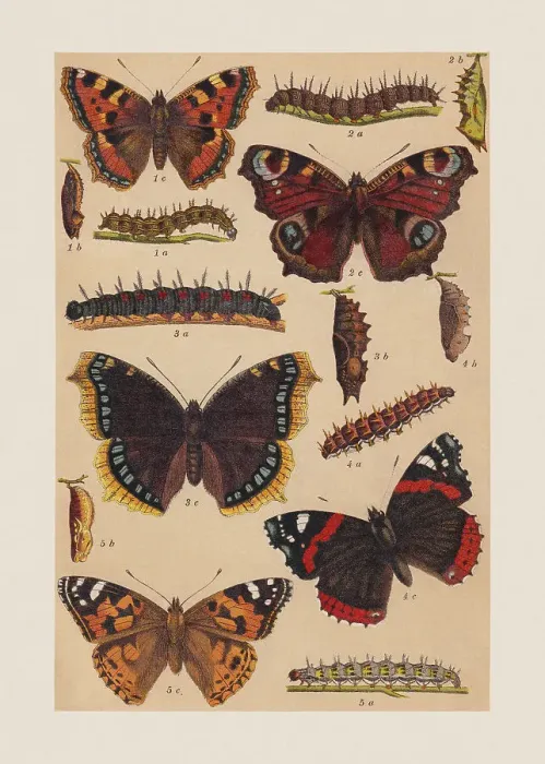 Framed Print : Various butterflies (Nymphalidae), chromolithograph, published in 1892 Framed Print : Various butterflies (Nymphalidae), chromolithograph, published in 1892