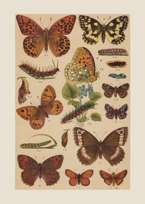 Framed Print : Various butterflies (Nymphalidae, Hesperiidae), chromolithograph, published in 1892 Framed Print : Various butterflies (Nymphalidae, Hesperiidae), chromolithograph, published in 1892
