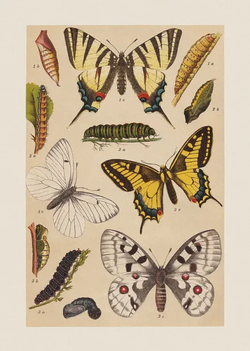 Framed Print : Various butterflies (Papilionoidea), chromolithograph, published in 1892 Framed Print : Various butterflies (Papilionoidea), chromolithograph, published in 1892
