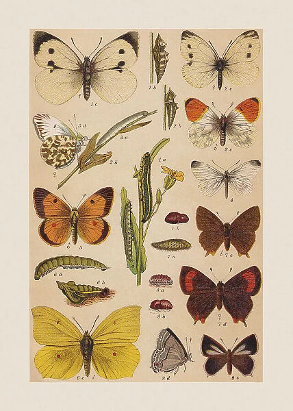 Various butterflies (Pieridae, Lycaenidae), chromolithograph, published in 1892