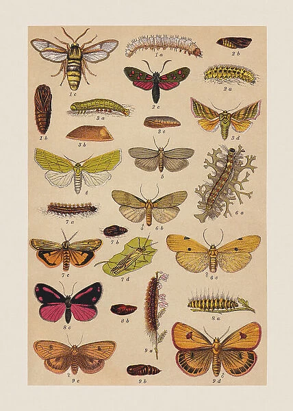 Various butterflies (Sesiidae, Zygaenidae, Noctuidae, Erebidae), chromolithograph, published in 1892