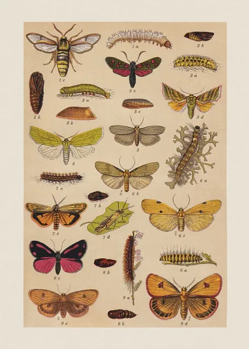 Framed Print : Various butterflies (Sesiidae, Zygaenidae, Noctuidae, Erebidae), chromolithograph, published in 1892 Framed Print : Various butterflies (Sesiidae, Zygaenidae, Noctuidae, Erebidae), chromolithograph, published in 1892