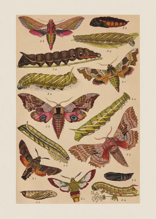 Framed Print : Various butterflies (Sphingidae), chromolithograph, published in 1892 Framed Print : Various butterflies (Sphingidae), chromolithograph, published in 1892
