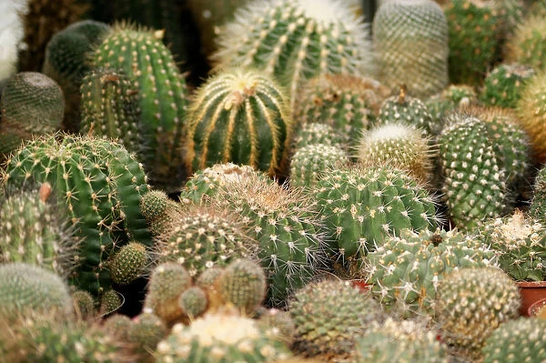 Various cacti, Mammillaria species and Golden Barrel Cacti or Mother-in-Laws Cushions -Echinocactus grusonii-