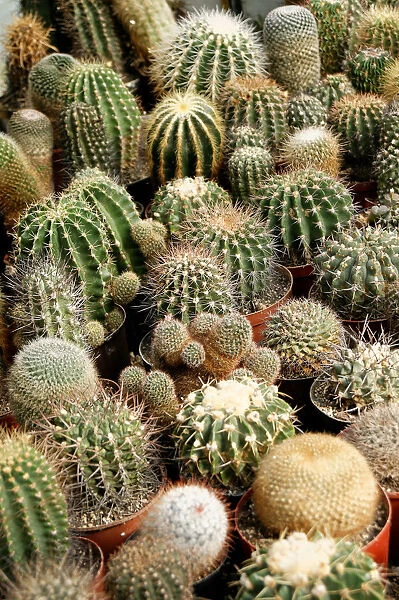 Various cacti species