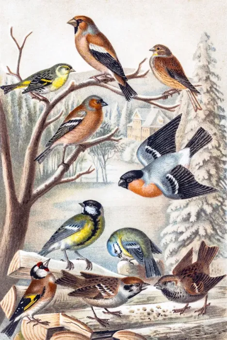 Framed Print : Birds. Various Central European songbirds Framed Print : Birds. Various Central European songbirds