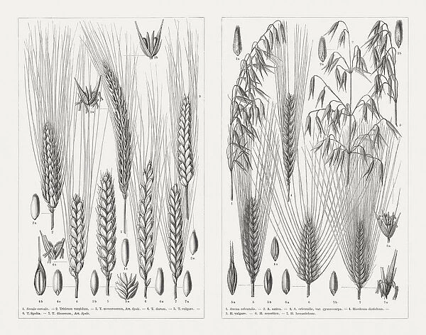 Various cereals, wood engravings, published in 1897