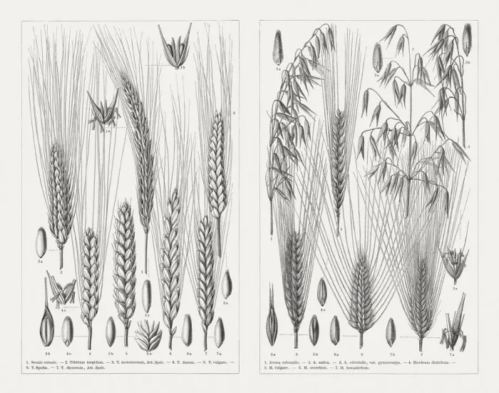 Framed Print : Various cereals, wood engravings, published in 1897 Framed Print : Various cereals, wood engravings, published in 1897