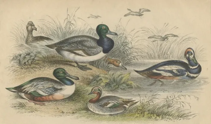 Framed Print : Ducks. Various ducks, circa 1800. They include a blue-winged shoveler or broad bill Framed Print : Ducks. Various ducks, circa 1800. They include a blue-winged shoveler or broad bill