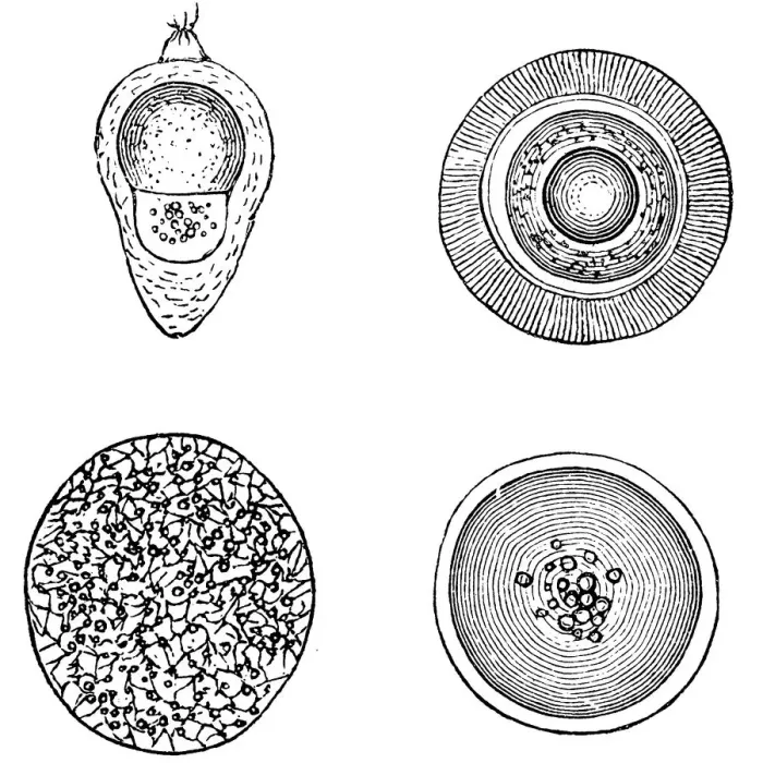 Framed Print : Various fish eggs Framed Print : Various fish eggs