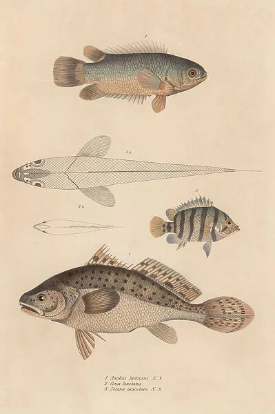 Fish. Various fish, including anabas spinosus, coius binotatus