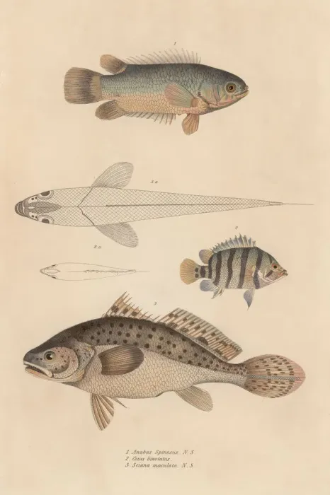 Framed Print : Fish. Various fish, including anabas spinosus, coius binotatus Framed Print : Fish. Various fish, including anabas spinosus, coius binotatus