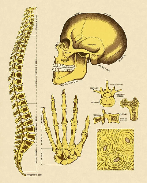 Various Human Bones