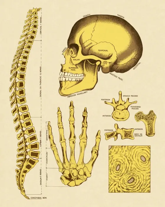 Framed Print : Various Human Bones Framed Print : Various Human Bones