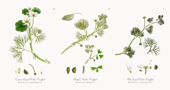 Framed Print : Various Leaved Water Crowfoot, Ranunculus heterophyllus, Victorian Botanical Illustration, 1863 Framed Print : Various Leaved Water Crowfoot, Ranunculus heterophyllus, Victorian Botanical Illustration, 1863