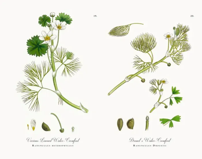 Framed Print : Various Leaved Water Crowfoot, Ranunculus heterophyllus, Victorian Botanical Illustration, 1863 Framed Print : Various Leaved Water Crowfoot, Ranunculus heterophyllus, Victorian Botanical Illustration, 1863