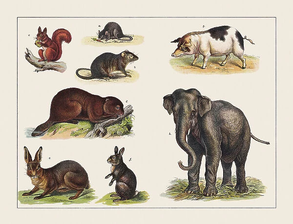 Various mammals, chromolithograph, published in 1891
