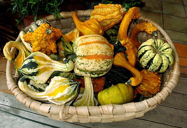Various ornamental gourds in a basket, Bavaria, Germany
