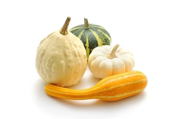 Various ornamental pumpkins (Cucurbita)