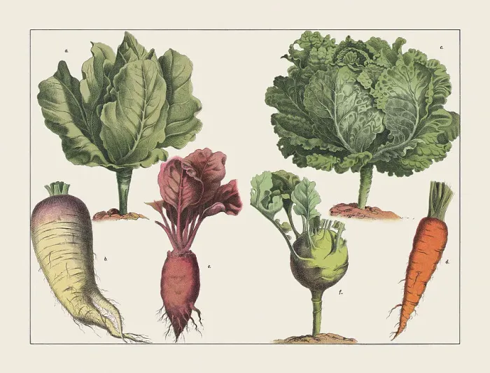 Framed Print : Various plants (cabbage), chromolithograph, published in 1891 Framed Print : Various plants (cabbage), chromolithograph, published in 1891