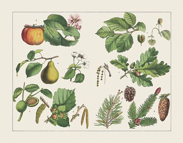 Various plants (deciduous and coniferous trees), chromolithograph, published in 1891