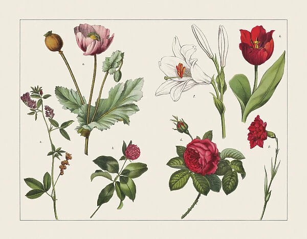 Various plants (Papaveraceae, Fabaceae, Rosoideae, Lilioideae, Caryophyllaceae), chromolithograph, published 1891