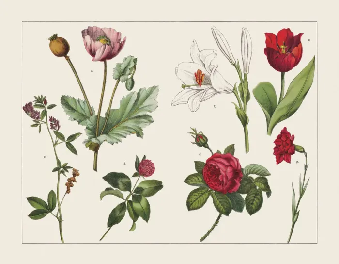 Framed Print : Various plants (Papaveraceae, Fabaceae, Rosoideae, Lilioideae, Caryophyllaceae), chromolithograph, published 1891 Framed Print : Various plants (Papaveraceae, Fabaceae, Rosoideae, Lilioideae, Caryophyllaceae), chromolithograph, published 1891