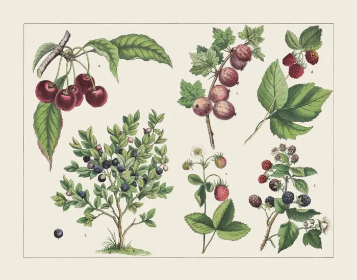 Framed Print : Various plants (Rosaceae, Ericaceae, Grossulariaceae):, chromolithograph, published 1891 Framed Print : Various plants (Rosaceae, Ericaceae, Grossulariaceae):, chromolithograph, published 1891