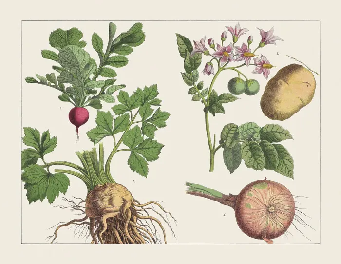 Framed Print : Various plants (tubers), chromolithograph, published in 1891