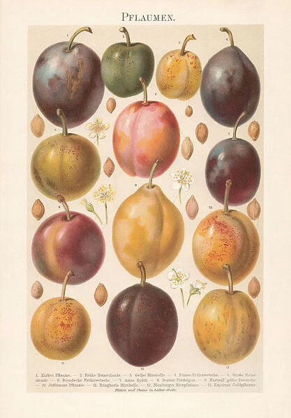 Various plums with blossoms and plum stones, chromolithograph, published 1897