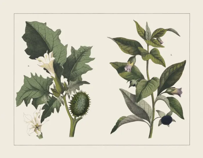 Framed Print : Various poisonous plants (Solanacea), chromolithograph, published in 1891 Framed Print : Various poisonous plants (Solanacea), chromolithograph, published in 1891