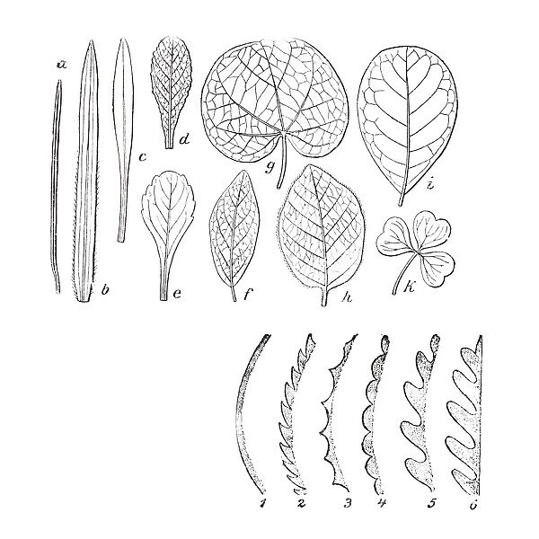 Various shapes of leaves, illustration