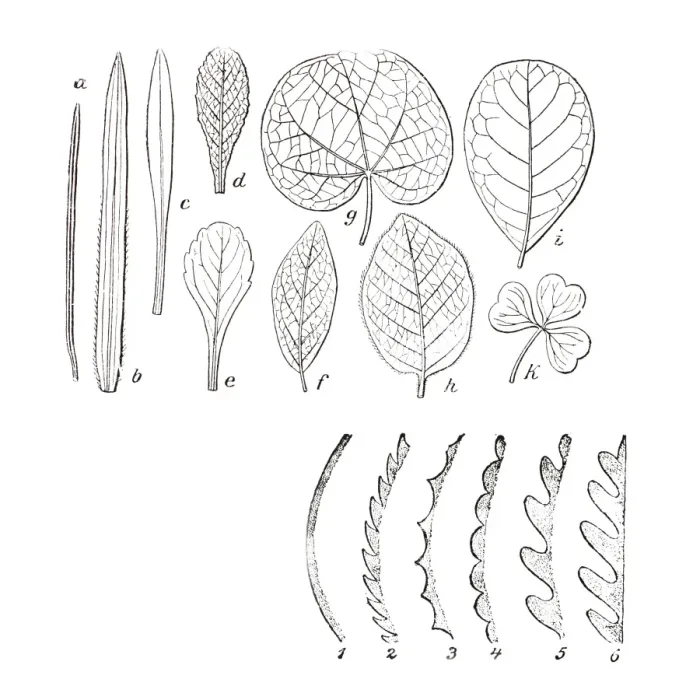 Framed Print : Various shapes of leaves, illustration Framed Print : Various shapes of leaves, illustration