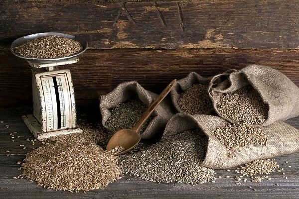 Various types of cereals, wheat, rye, unripe spelt grain and spelt, in jute bags on rustic wood