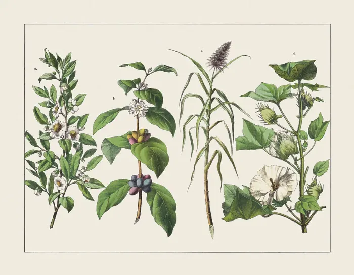 Framed Print : Various useful tropical plants, chromolithograph, published in 1891 Framed Print : Various useful tropical plants, chromolithograph, published in 1891