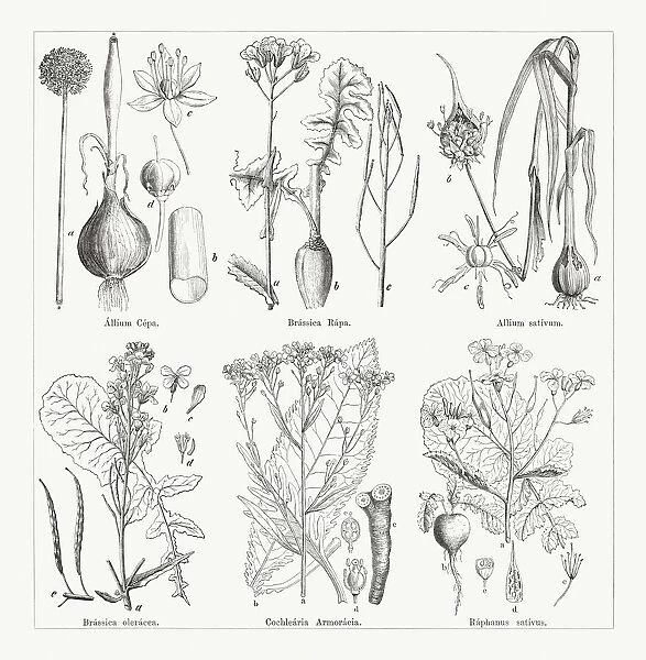 Various vegetables, wood engravings, published in 1884
