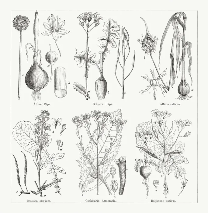 Framed Print : Various vegetables, wood engravings, published in 1884 Framed Print : Various vegetables, wood engravings, published in 1884