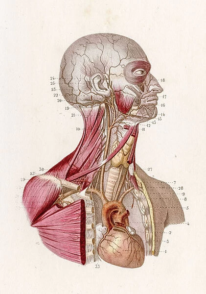 Vascular system anatomy engraving 1886