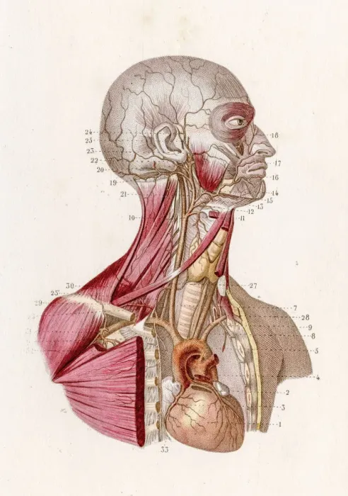 Framed Print : Vascular system anatomy engraving 1886 Framed Print : Vascular system anatomy engraving 1886
